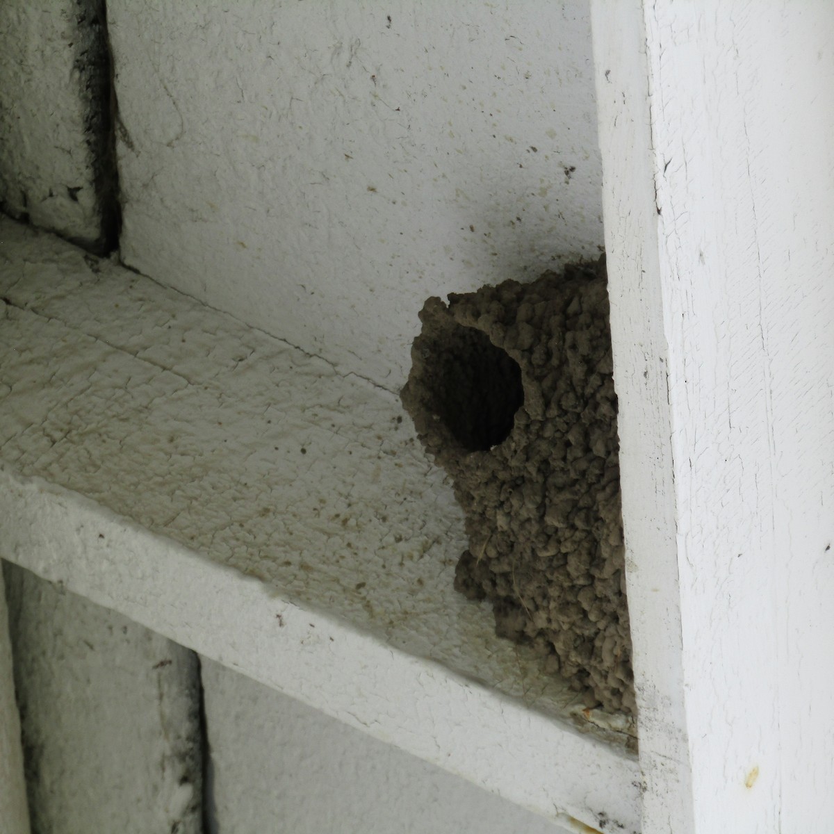 Cliff Swallow - ML361439461