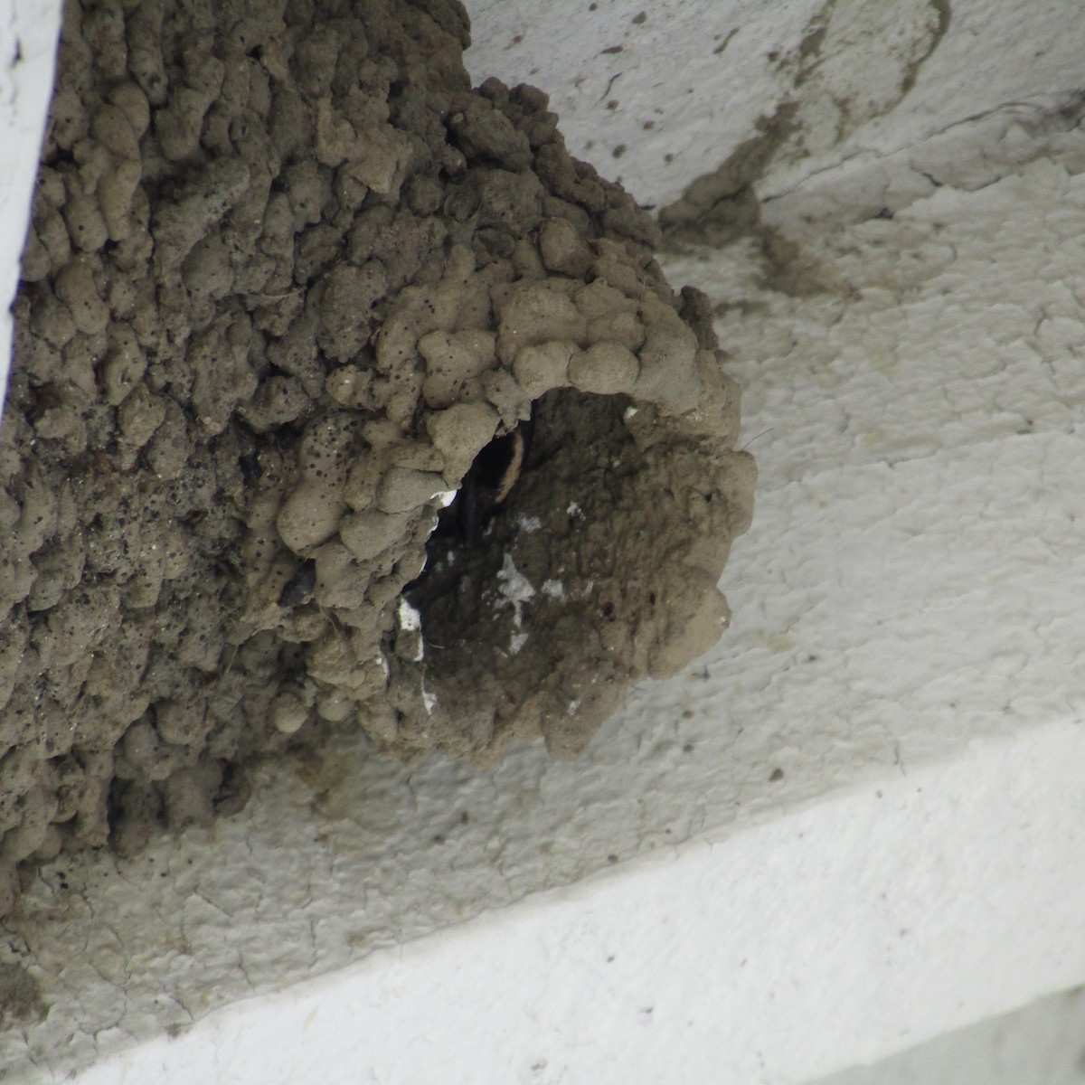 Cliff Swallow - ML361439471