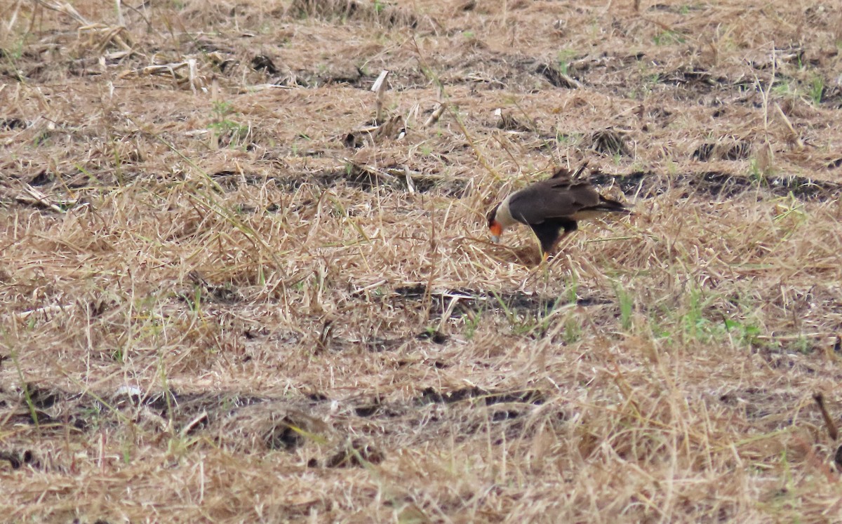 Crested Caracara (Northern) - ML361439491