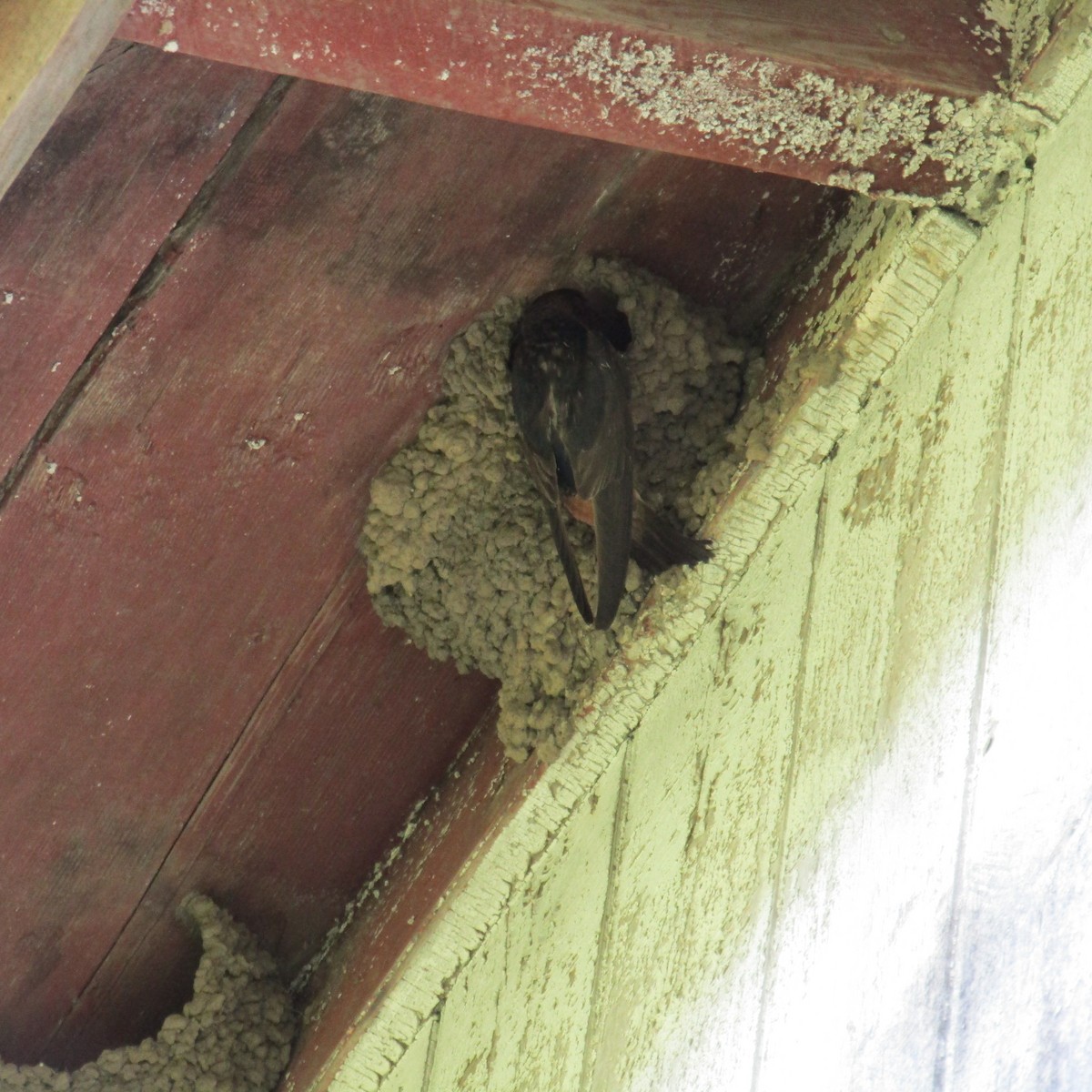 Cliff Swallow - ML361439511