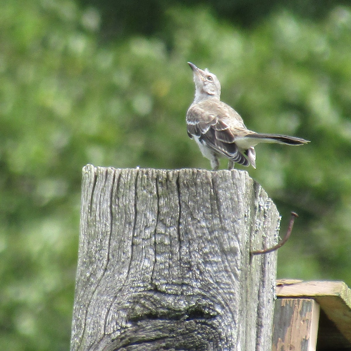 Northern Mockingbird - ML361439541