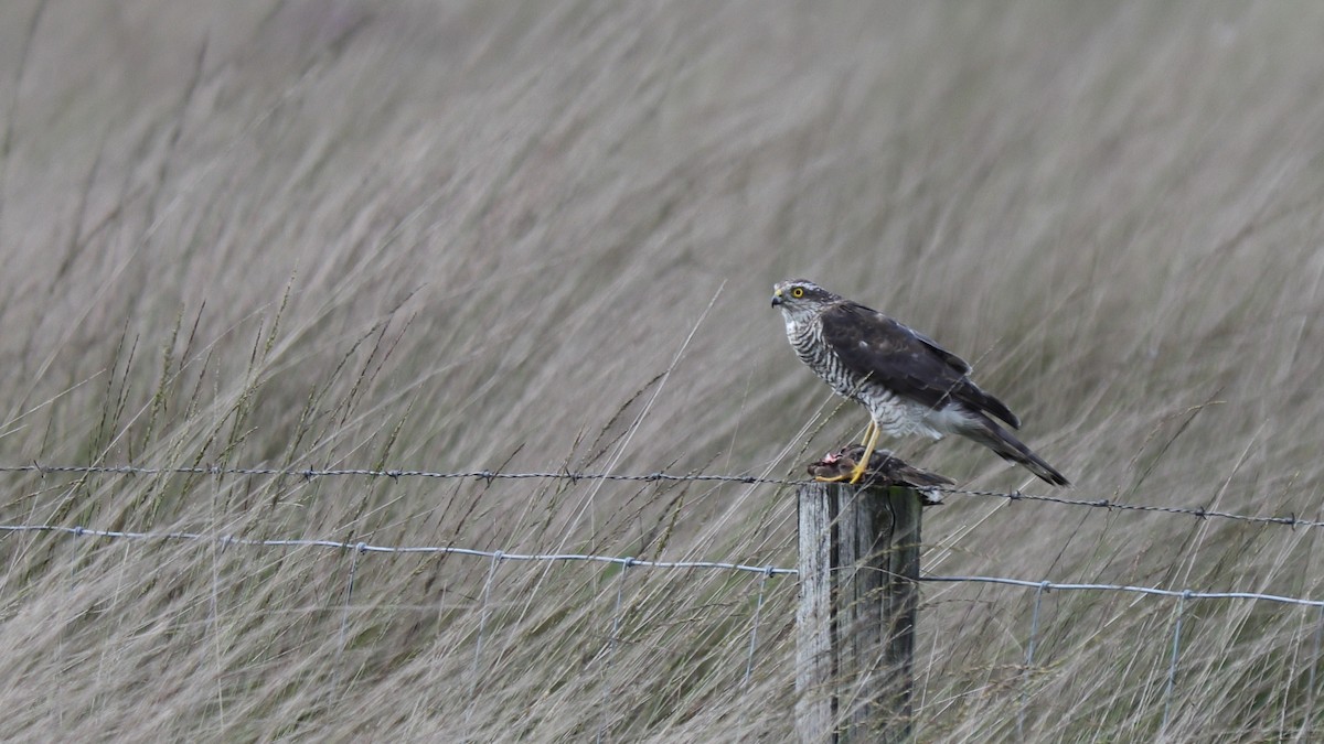 Eurasian Sparrowhawk - ML361442281