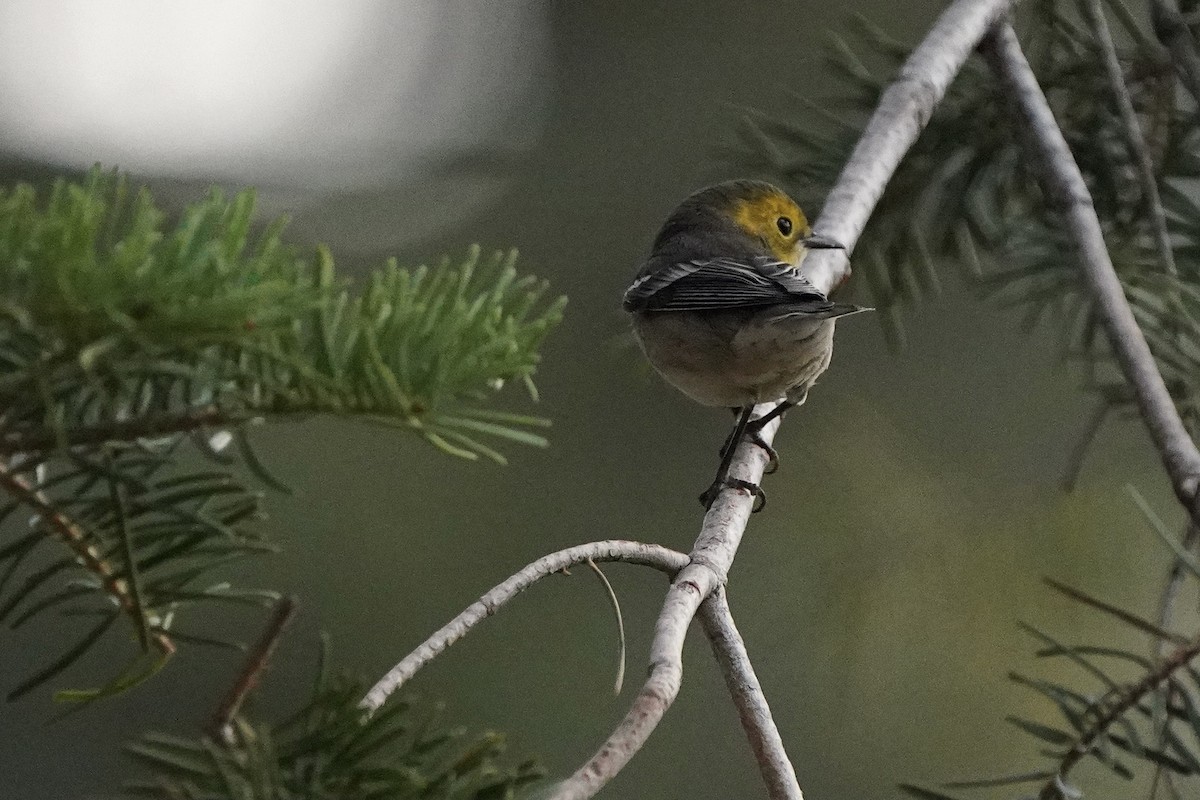 Hermit Warbler - ML361442541