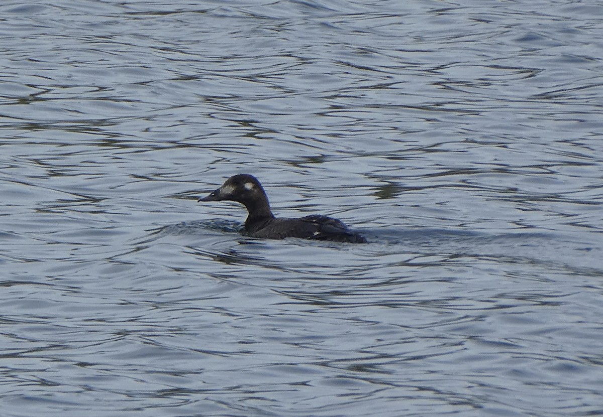 White-winged Scoter - ML361442961