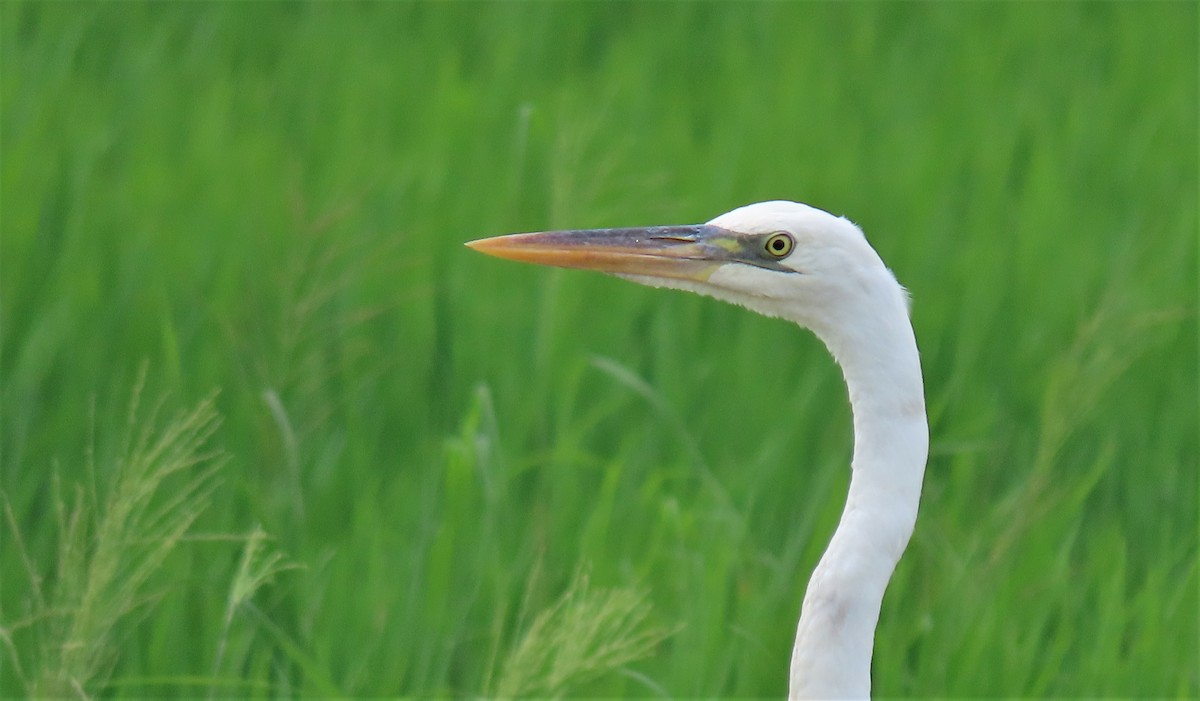 Great Blue Heron (Great White) - ML361444001