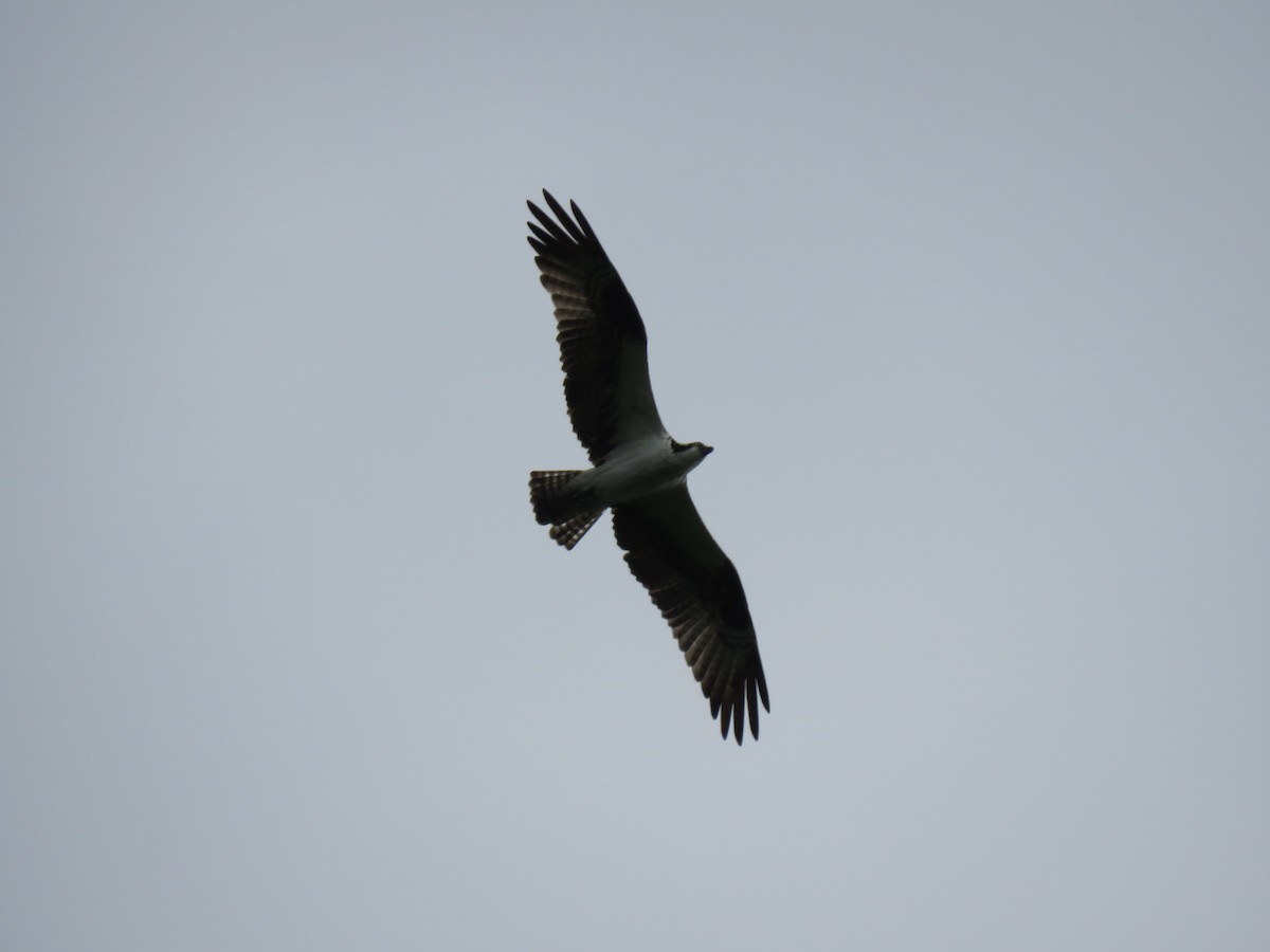 Águila Pescadora - ML361444081