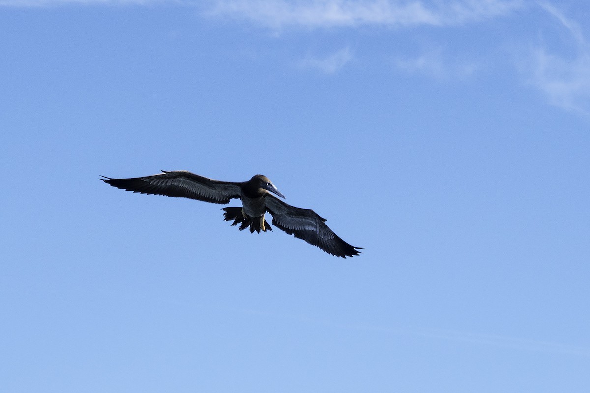 Brown Booby - ML361444311