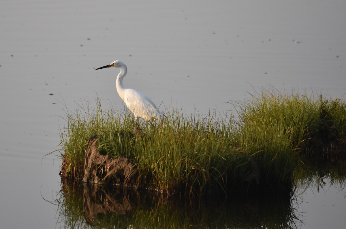 Snowy Egret - John Bates