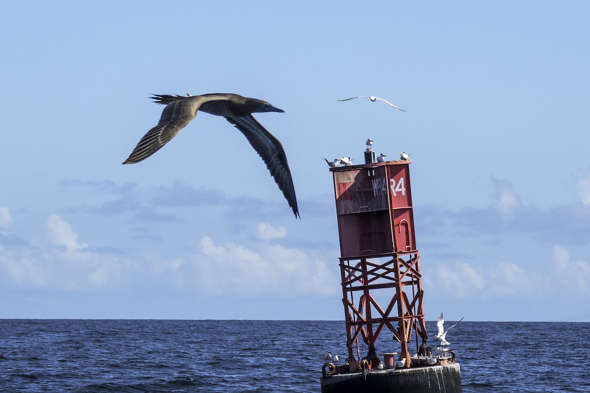 Brown Booby - ML361444351