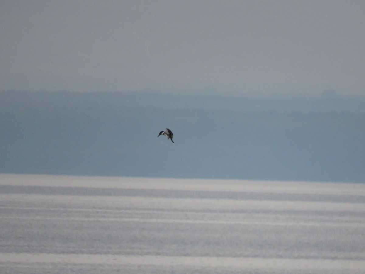 Martin-pêcheur d'Amérique - ML361444481