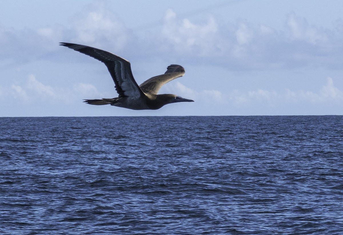 Brown Booby - ML361444561