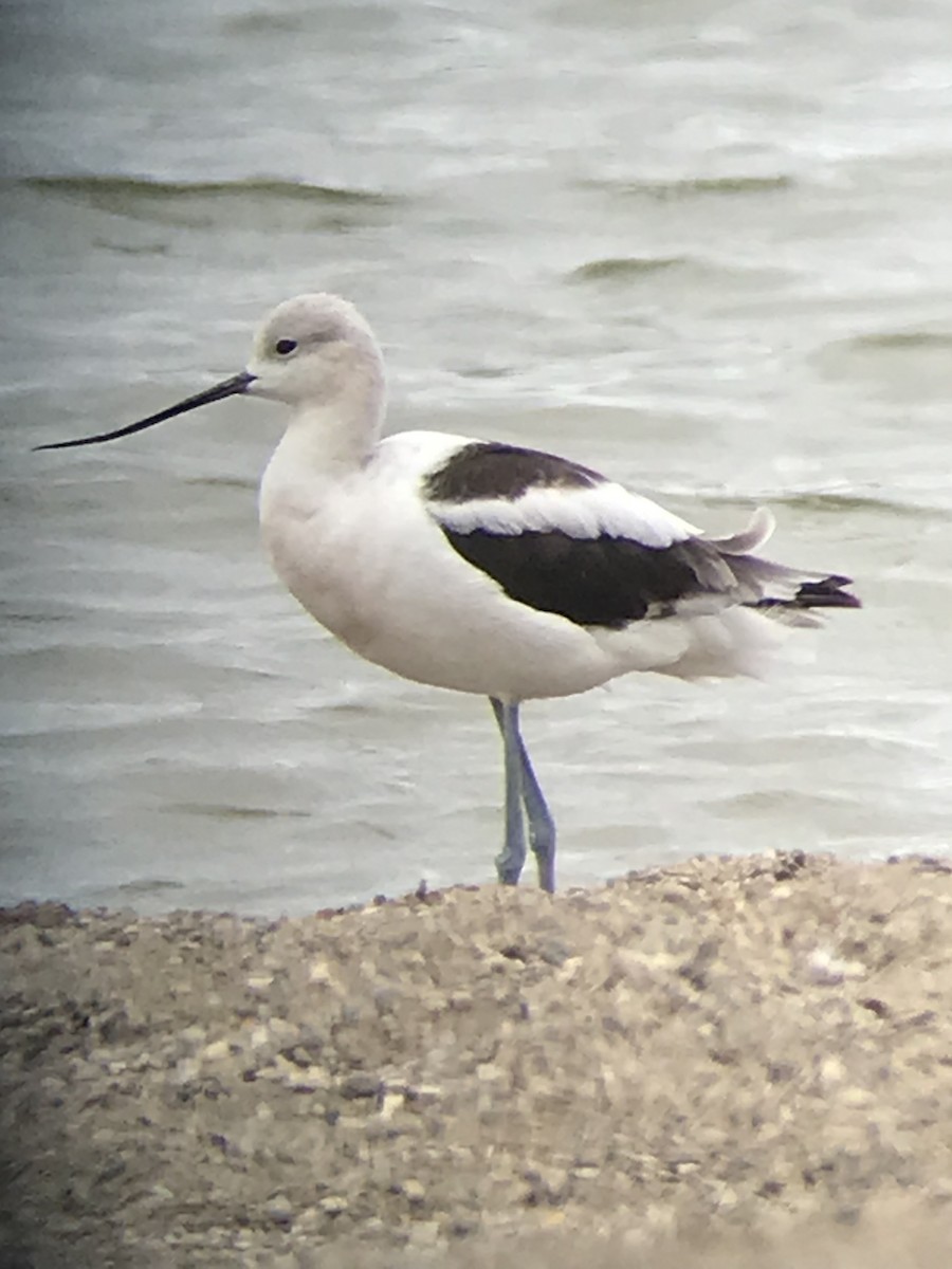 Avocette d'Amérique - ML361444731