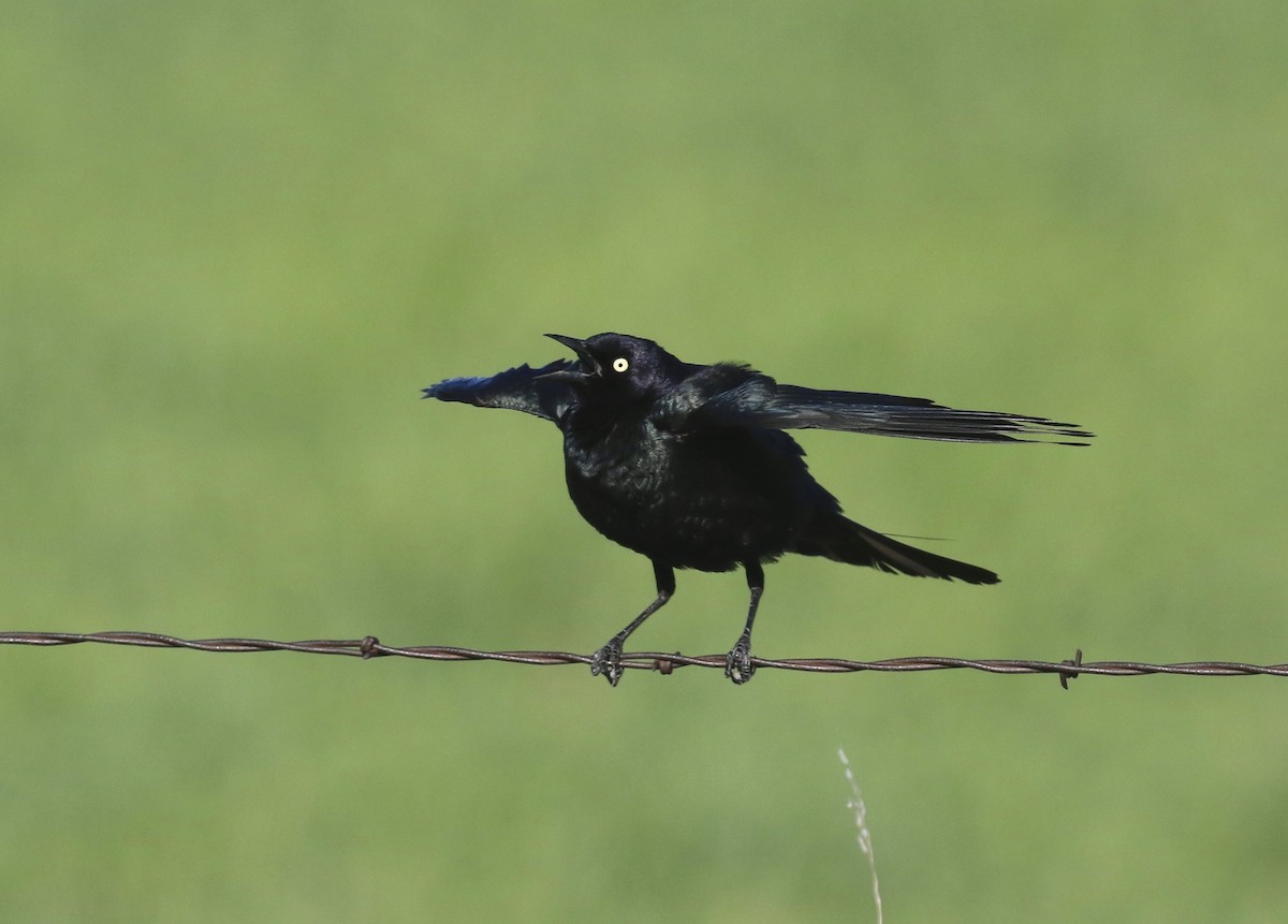 Brewer's Blackbird - Aaron Graham