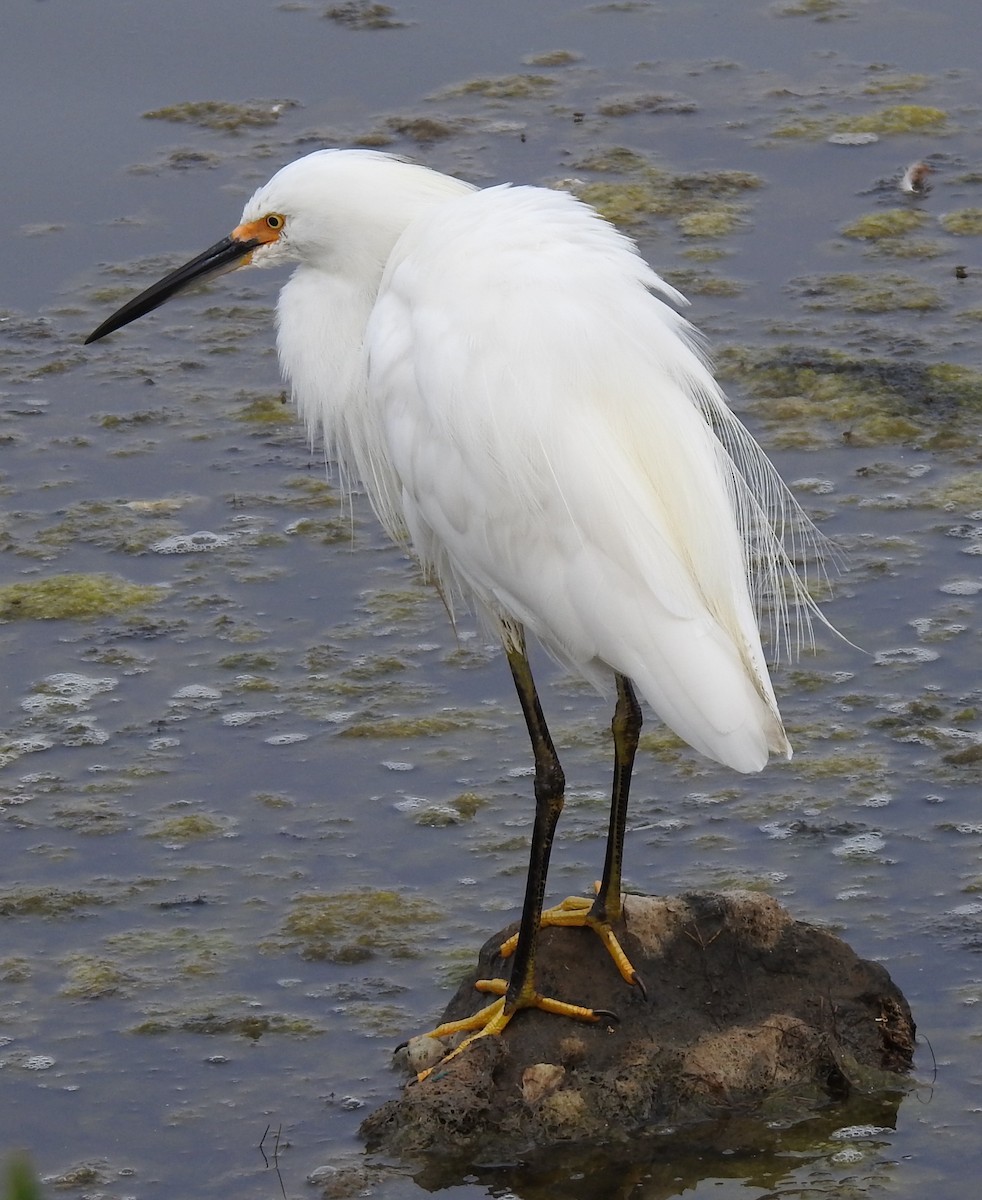 Snowy Egret - Anonymous