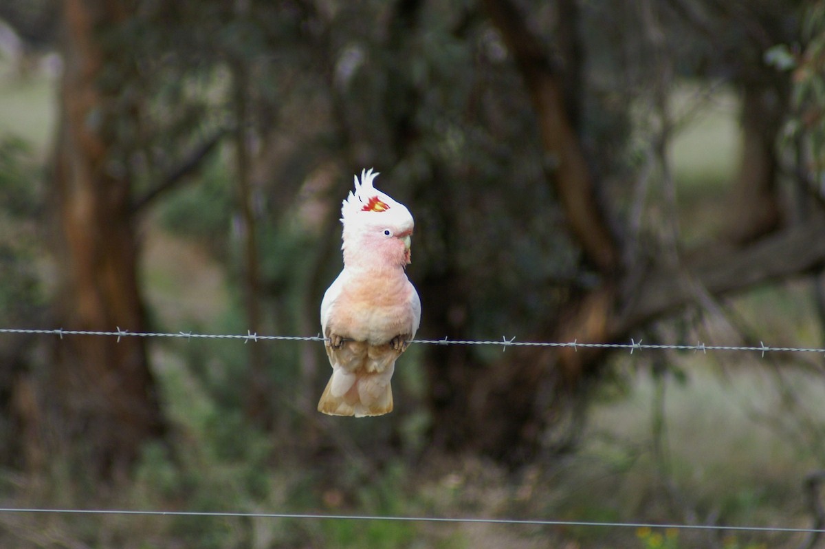 Pink Cockatoo - ML361445251