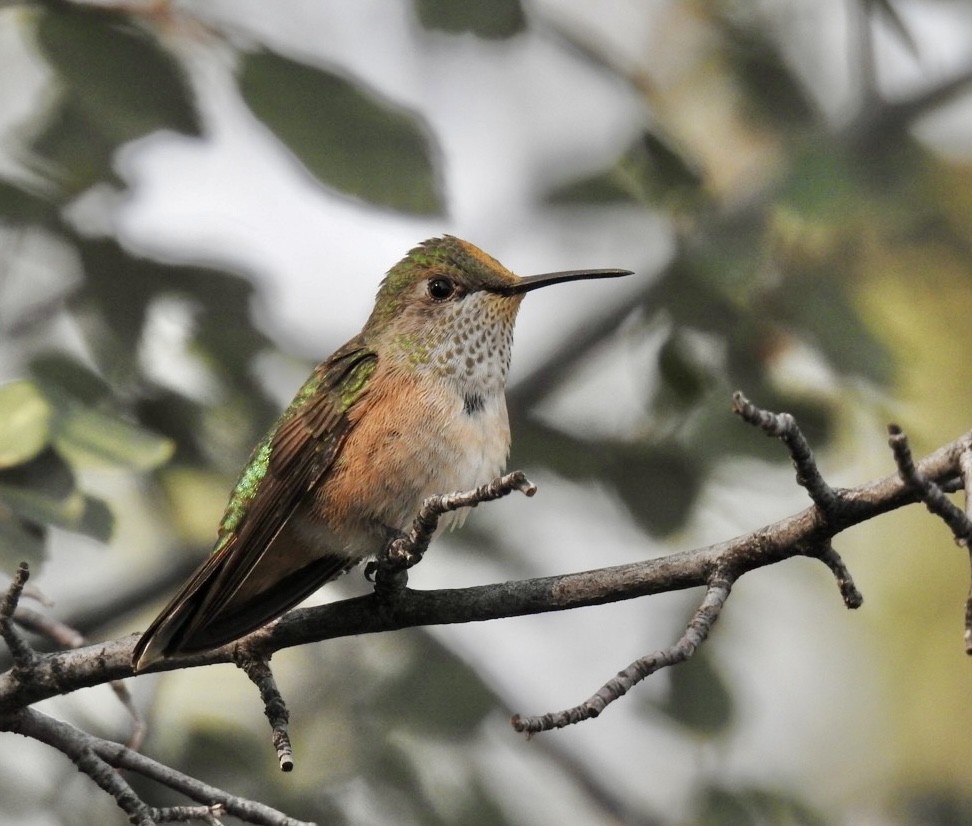 Broad-tailed Hummingbird - ML361447401