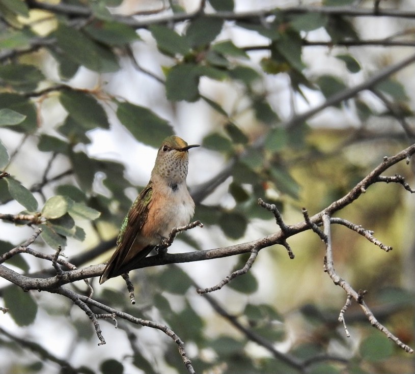 Broad-tailed Hummingbird - ML361447411