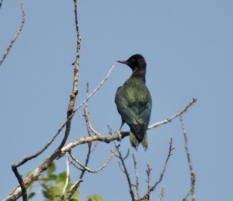 Lewis's Woodpecker - ML361447511