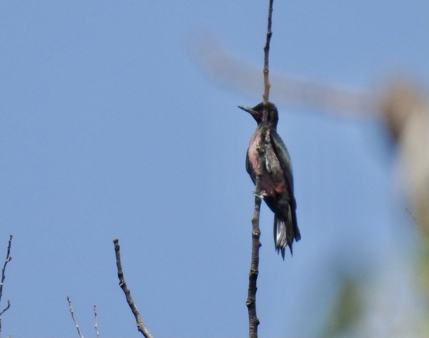 Lewis's Woodpecker - ML361447521
