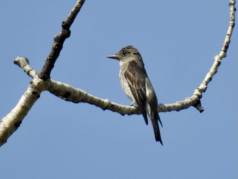 Olive-sided Flycatcher - ML361447571