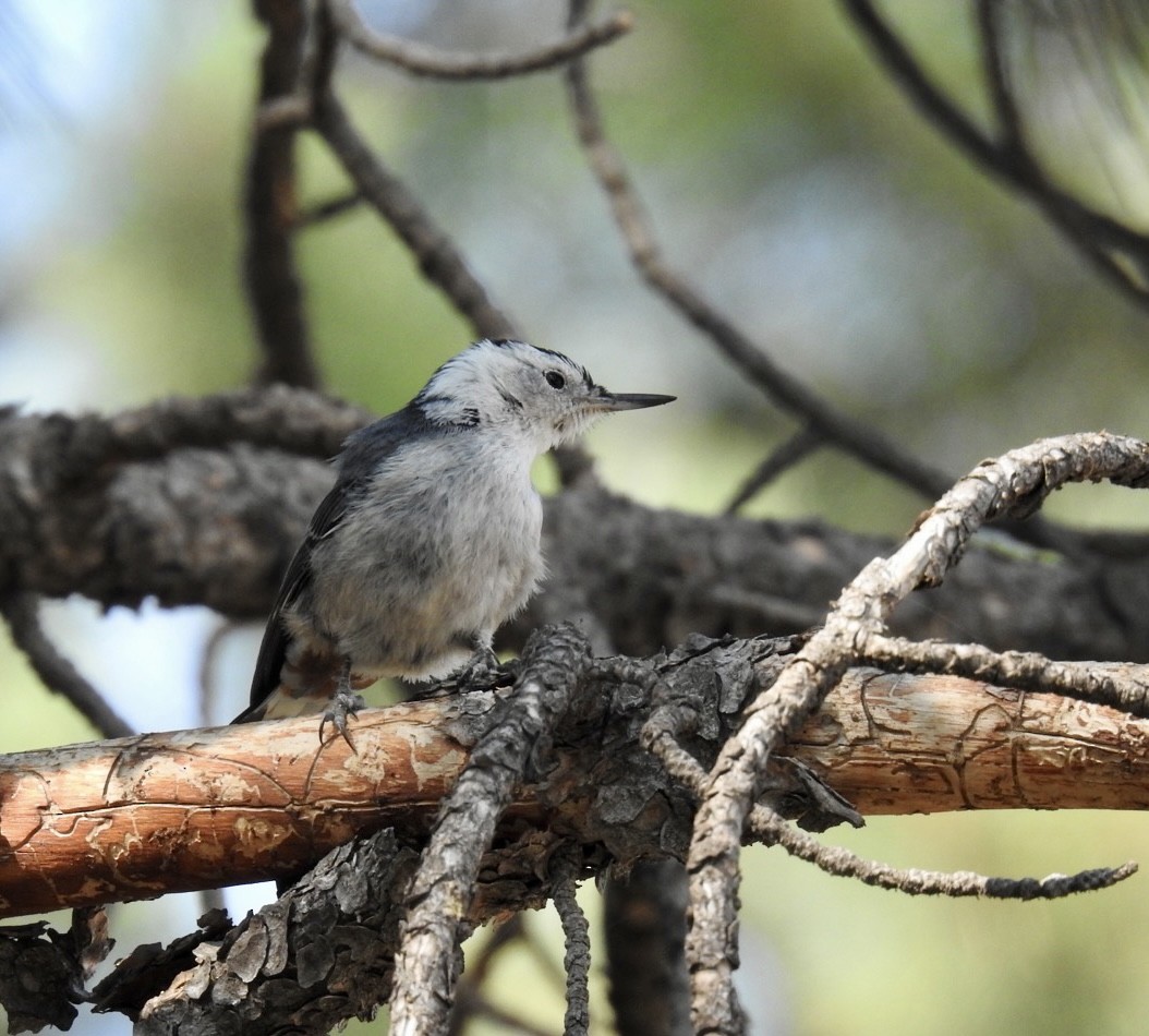 White-breasted Nuthatch - ML361447621