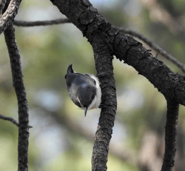 Pygmy Nuthatch - ML361447711