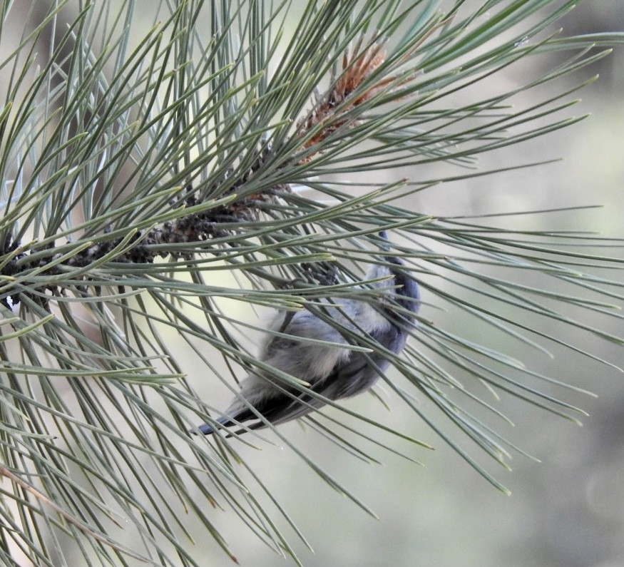 Pygmy Nuthatch - ML361447721