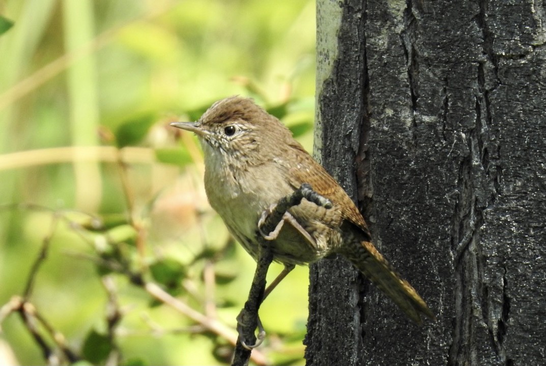 Northern House Wren - ML361447801