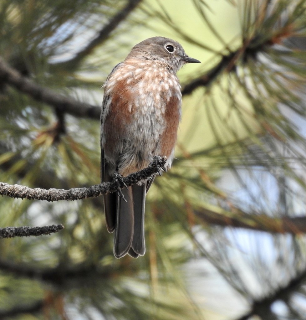 Western Bluebird - ML361447821