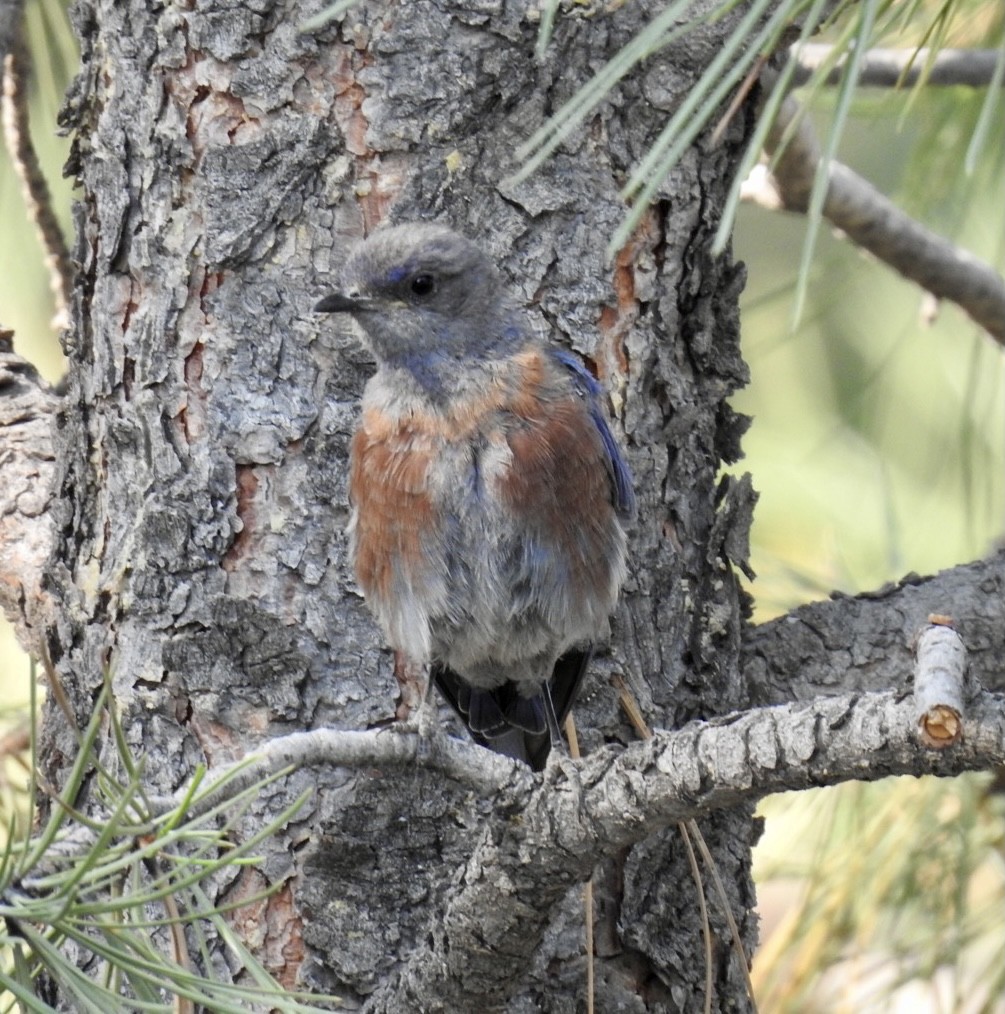 Western Bluebird - ML361447851