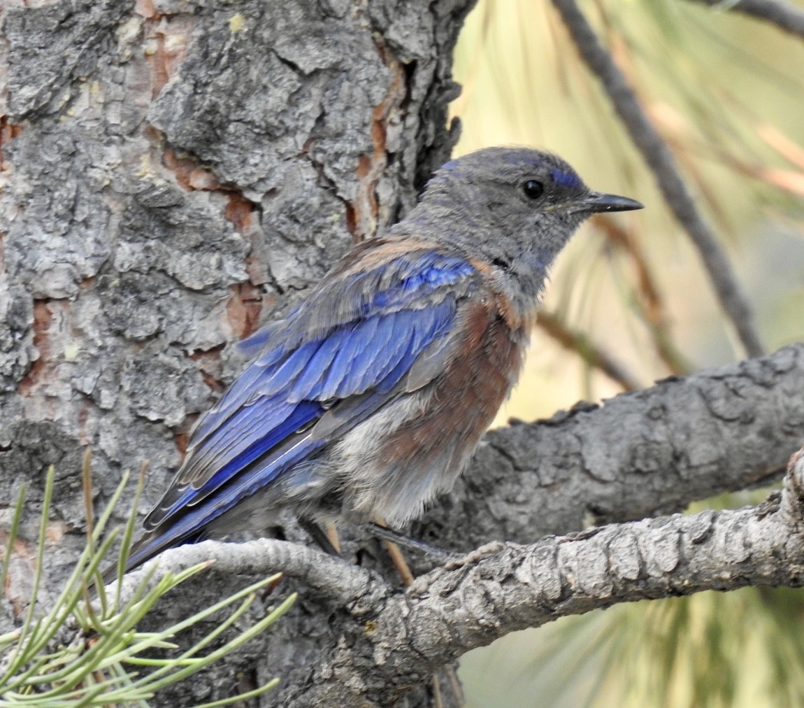 Western Bluebird - ML361447861