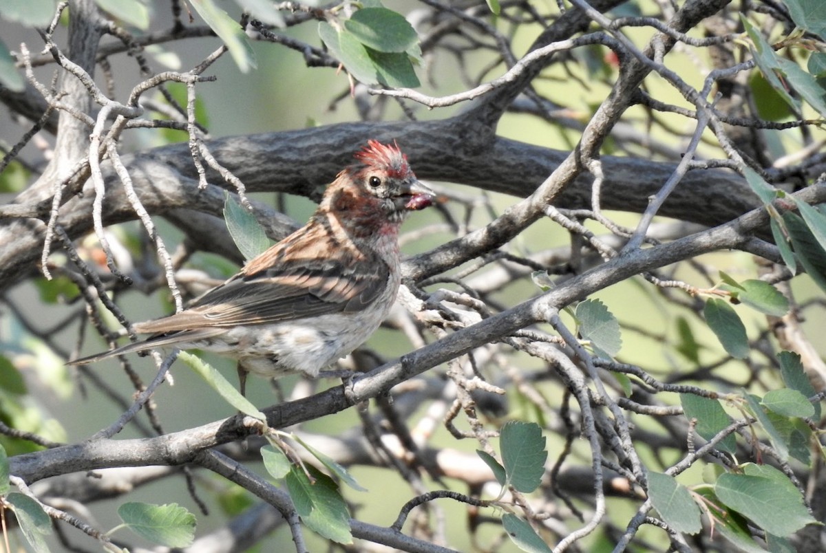 Cassin's Finch - ML361447961