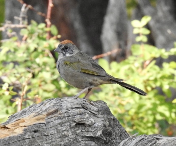 Green-tailed Towhee - ML361448011
