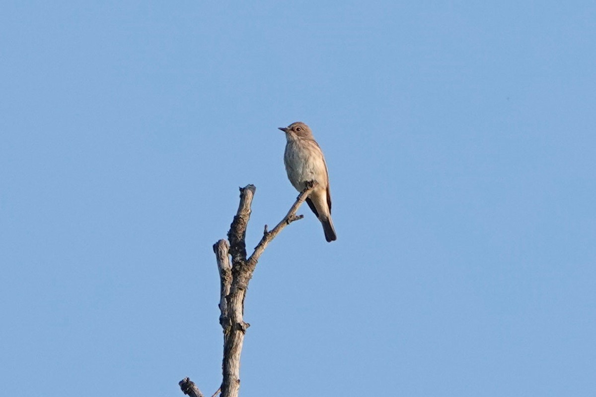 Spotted Flycatcher - ML361451111