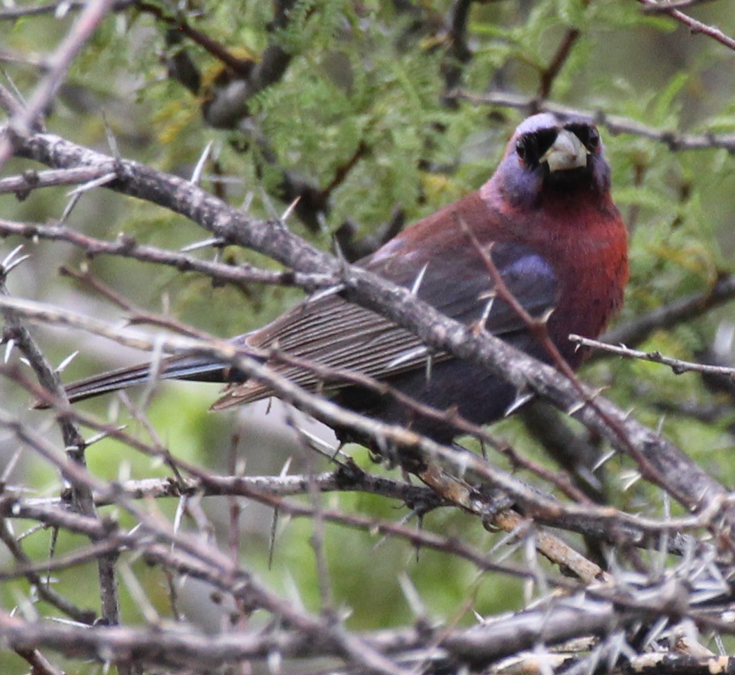 Passerin varié - ML361451171