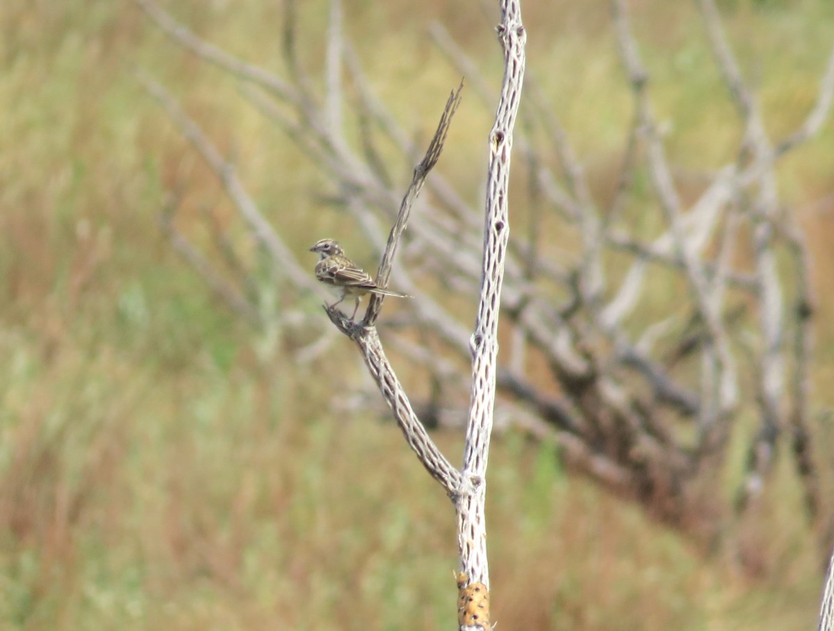 Lark Sparrow - ML361454051