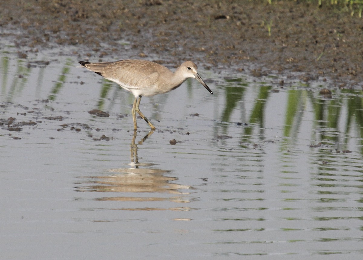 vodouš břehoušovitý (ssp. inornata) - ML361454411