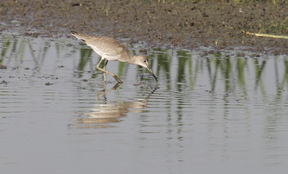 vodouš břehoušovitý (ssp. inornata) - ML361454491