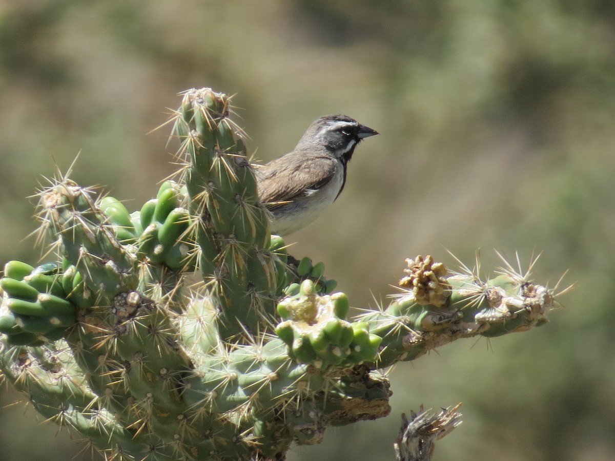 Black-throated Sparrow - ML361454791