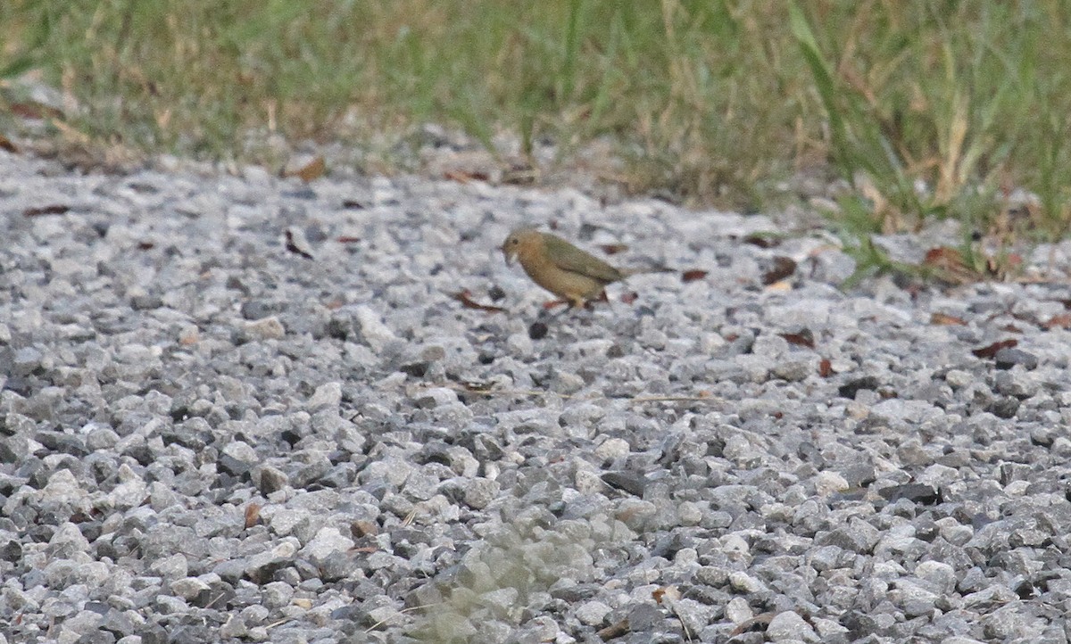 Painted Bunting - Esme Rosen