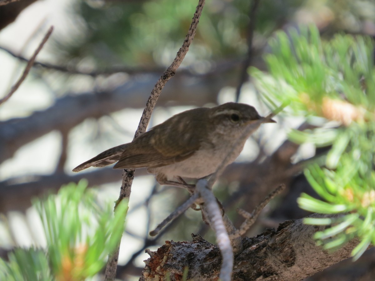 Troglodyte de Bewick - ML361455081