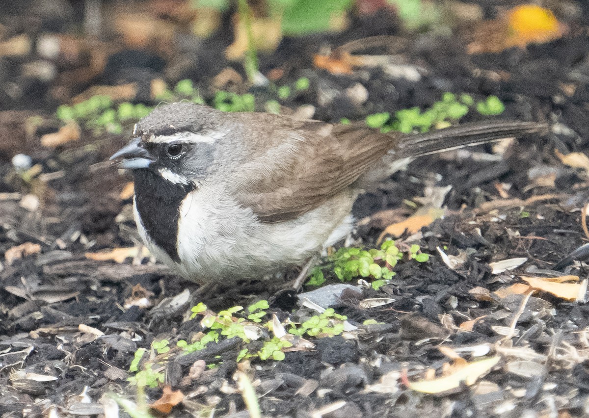 Black-throated Sparrow - ML361455791