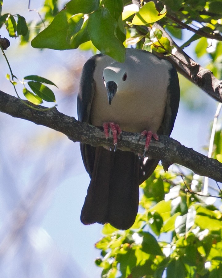 Pacific Imperial-Pigeon - ML36145621