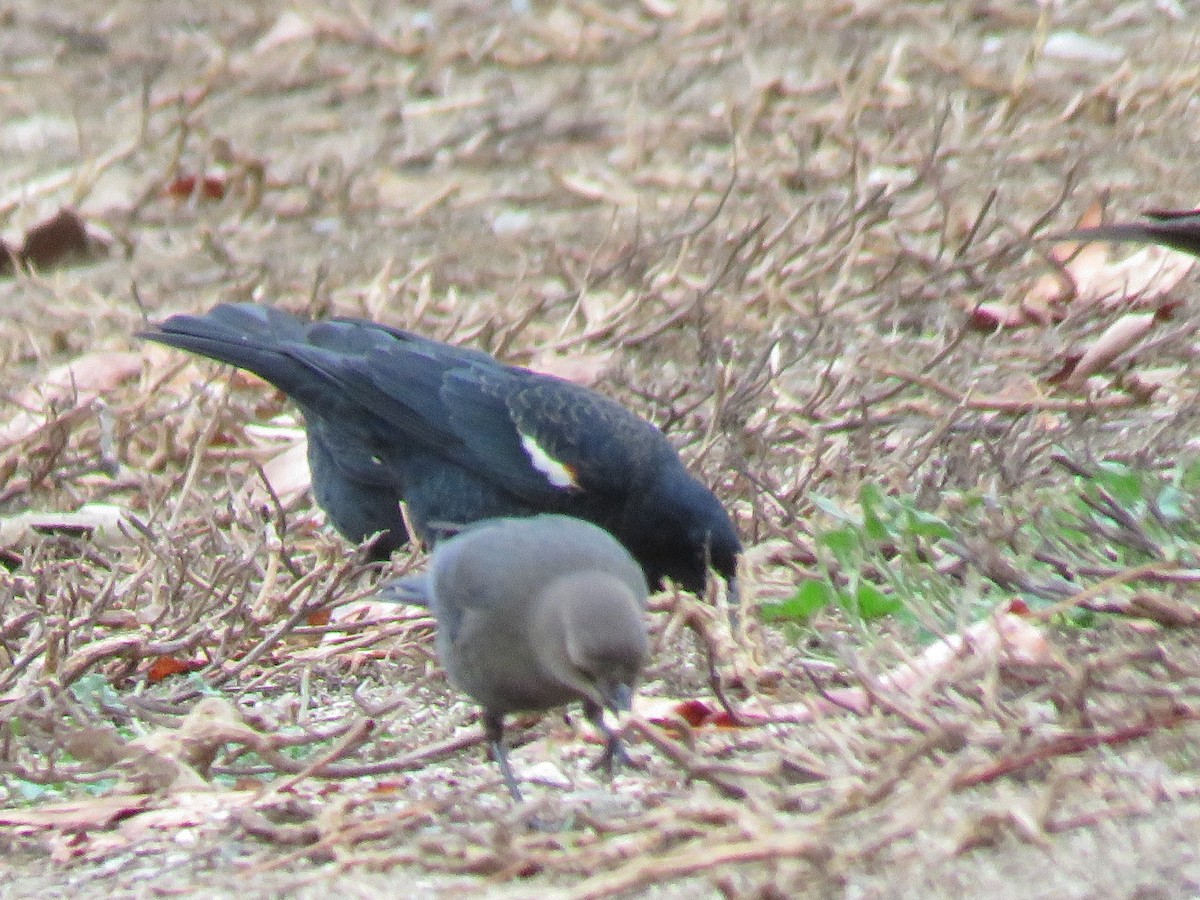 Tricolored Blackbird - ML361457871