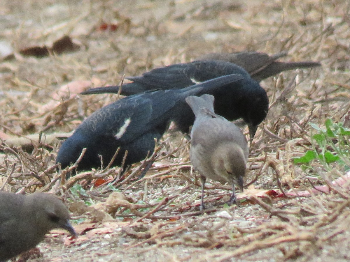 Tricolored Blackbird - ML361457881