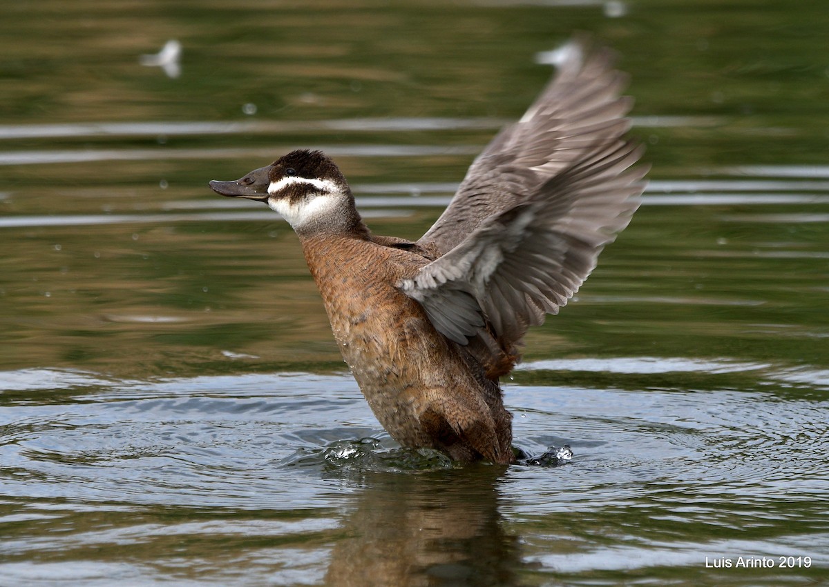 White-headed Duck - Luis Arinto