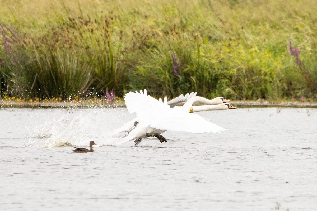 Mute Swan - ML361459601