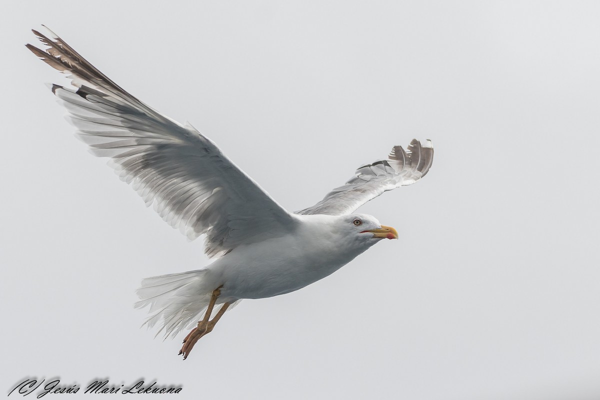 Yellow-legged Gull - Jesús Mari Lekuona Sánchez