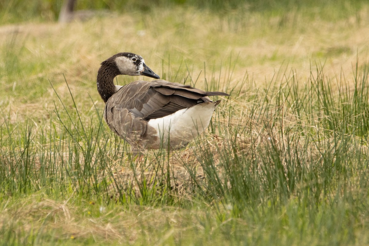 Antzara/Branta sp. - ML361460991