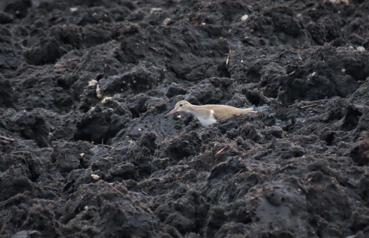 Spotted Sandpiper - ML361461501